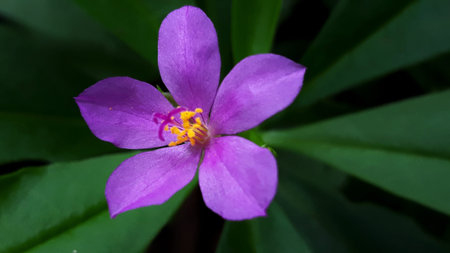 Purple flower with green leaf background, Thailand. Macro shot.