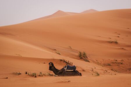 Beautiful excursion in the Sahara Desert, Merzouga, Morocco. Camel ride and a night in the desertの写真素材