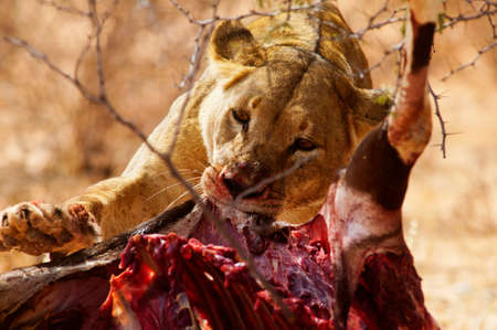 Etosha Park, Namibia - 17 August 2014: Lioness eating prey near the road very early in the morning, Etosha National Park, Namibiaのeditorial素材