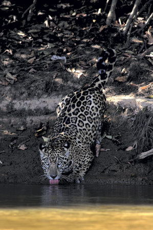 Pantanal, Brazil - August 18, 2012: Jaguar drinking at the shores of River Three Brothers early in the morning in the Pantanal, Mato Grosso estate, Brazilの写真素材