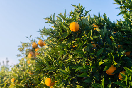 Orange garden. Detail of oranges on the tree. Spanish fruit