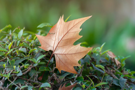 dry leaf on green leaves. Typical autumn image