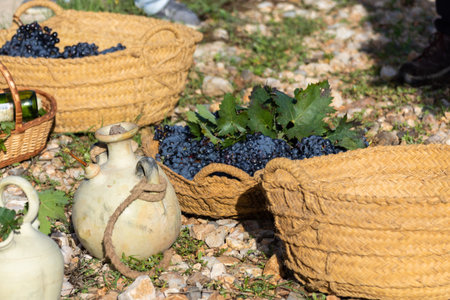 Harvest of grapes. Basket of grapes and wine. Autumnal nature in vineyard