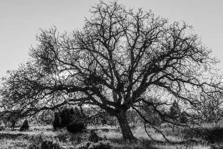 Black and white photograph of a giant tree on a sunny morning and sunstar among the branches
