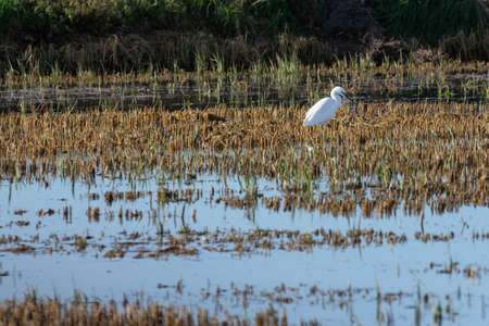 little egret (Egretta garzetta) on the rice paddy in the natural park of Albufera, Valencia, Spainの写真素材