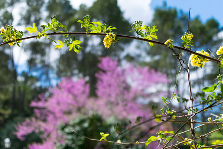 Natural frame of branches on a background of purple flowers out of focus. Beautiful natural...