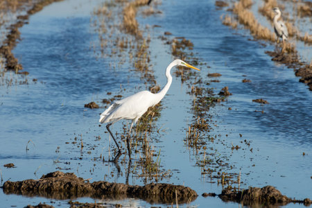 White heron (Ardea alba) at sunset in a flooded rice field in Albufera natural park, Valencia,...
