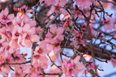close up of flowering almond trees. Beautiful almond blossom on the branches, at springtime...