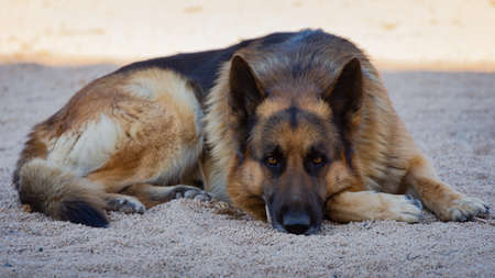 german shepherd dog lying down outdoors on spring in Valencia, Spainの写真素材