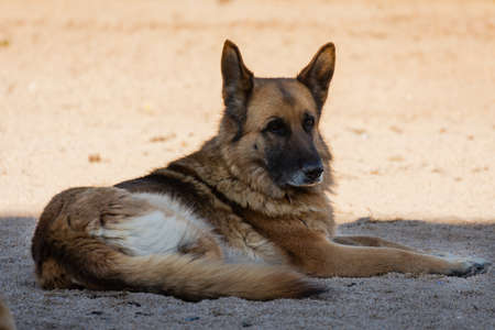 Close-up of German shepherd dog lying outdoors in spring in Valencia, Spainの写真素材