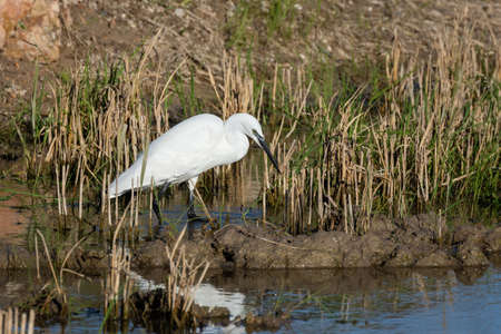 Natural portrait of a close-up of white egret (ardea alba) in the Albufera natural park, Valencia, Spain. Wonderful portrait of birds.の写真素材