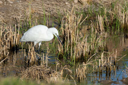 Natural portrait of a white egret (ardea alba) close-up in the natural park of Albufera, Valencia, Spain. Wonderful portrait of birdsの写真素材
