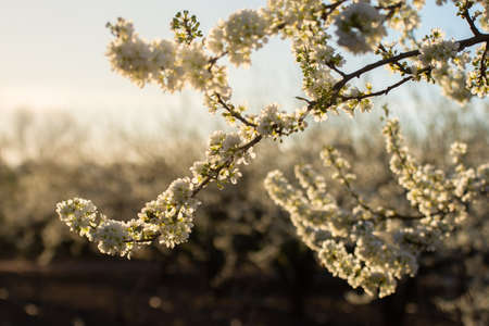 Field of plum trees blooming in spring. Close-up of plum tree branch with white flowers. White flowers background in a golden sunsetの写真素材