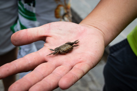 Little crab on a man's hand. close up.の写真素材