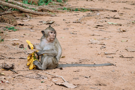 A little white ape eating bananas sitting on the floor - Close-up