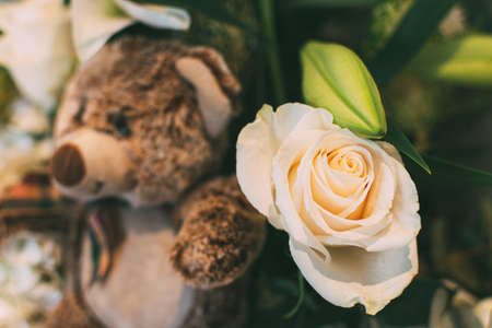 Cute teddy Bear toy with a fresh white rose. Background for valentine Day.の写真素材