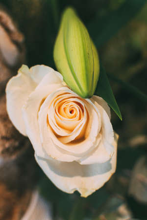 White lily and rose bouquet close up. Flower Bouquetの写真素材