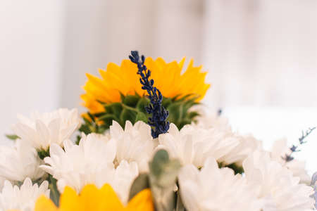 little blooming lavander and sunflower in a bouquet. White backgroundの写真素材