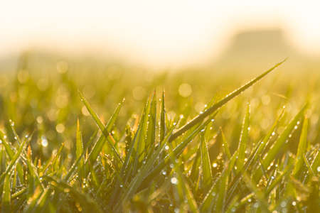 Close-up rice paddy field with yellow sunlight. Beautiful textures wallpaperの写真素材
