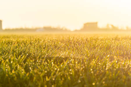 landscape view over rice field plantation farming in morning sunrise. Selective focusの写真素材