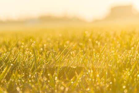 Close up of green paddy rice field with water drops in a sunny morning. Blurry backgroundの写真素材