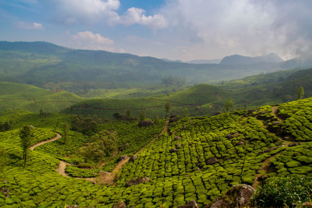 Tea plantation in South India