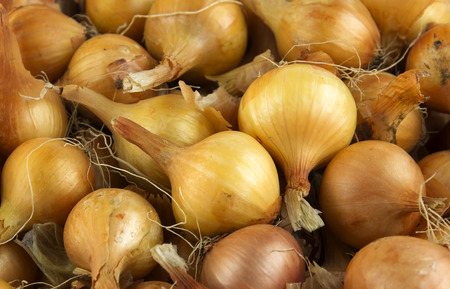 Fresh onions. Onions background. Ripe onions. Onions in marketの写真素材