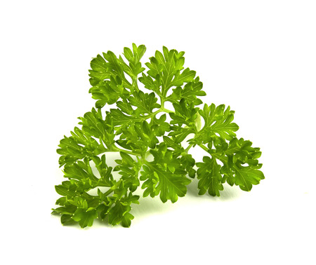 fresh green parsley leaves isolated on white backgroundの写真素材