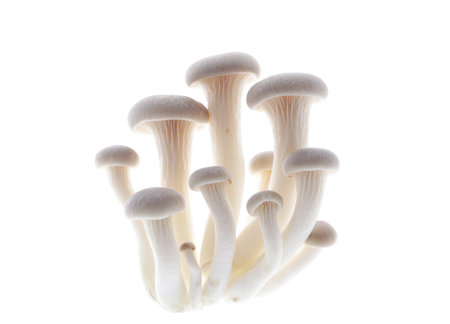 Oyster mushrooms isolated on a white background. A beautiful bunch of mushrooms.