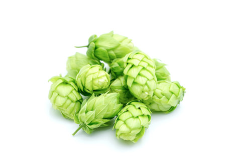 Fresh green hops or hop cone flowers with leaves on white background.