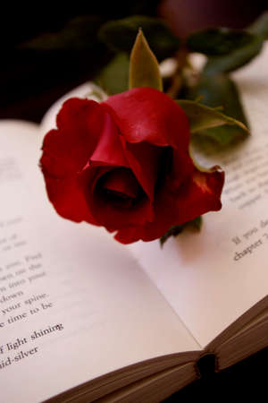 Red rose lying on a bookの写真素材
