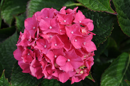 Nice colored flower with green leaves