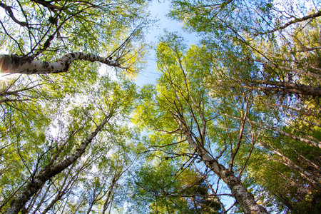 View to the sky in the middle of the forest