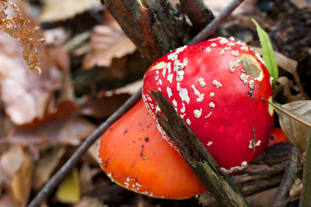 Poisonous mushroom