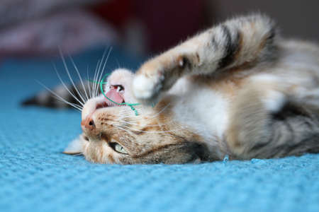 catの写真素材