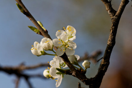 Peach tree