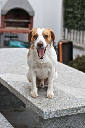 beagle dogの写真素材