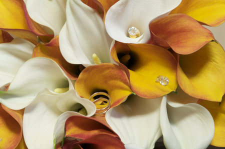 wedding ringsの写真素材