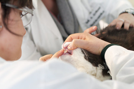 cat grooming