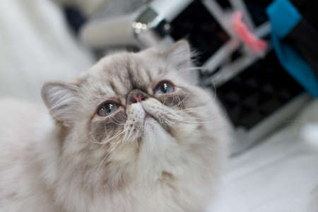 persian catの写真素材