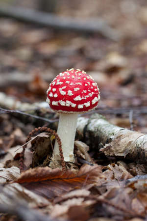 Amanita  - Mushroomの写真素材