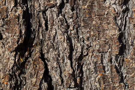 Bark of Pine Tree