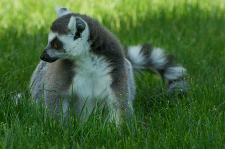 Lemur