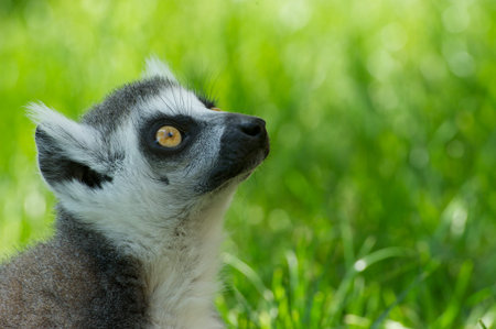 lemur