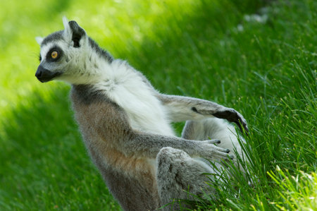 lemur