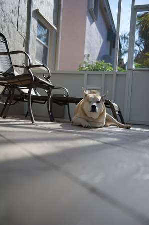 blind dogの写真素材