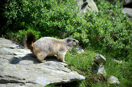 Groundhogの写真素材