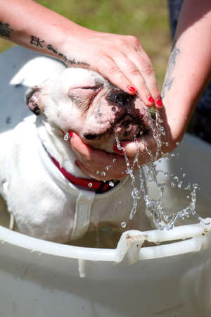 French bulldogの写真素材