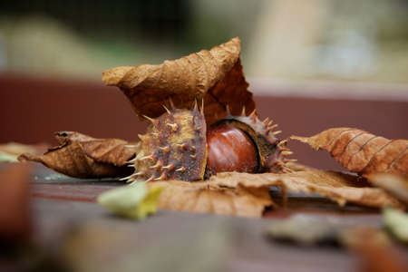 chestnutの写真素材