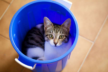 cat in a binの写真素材